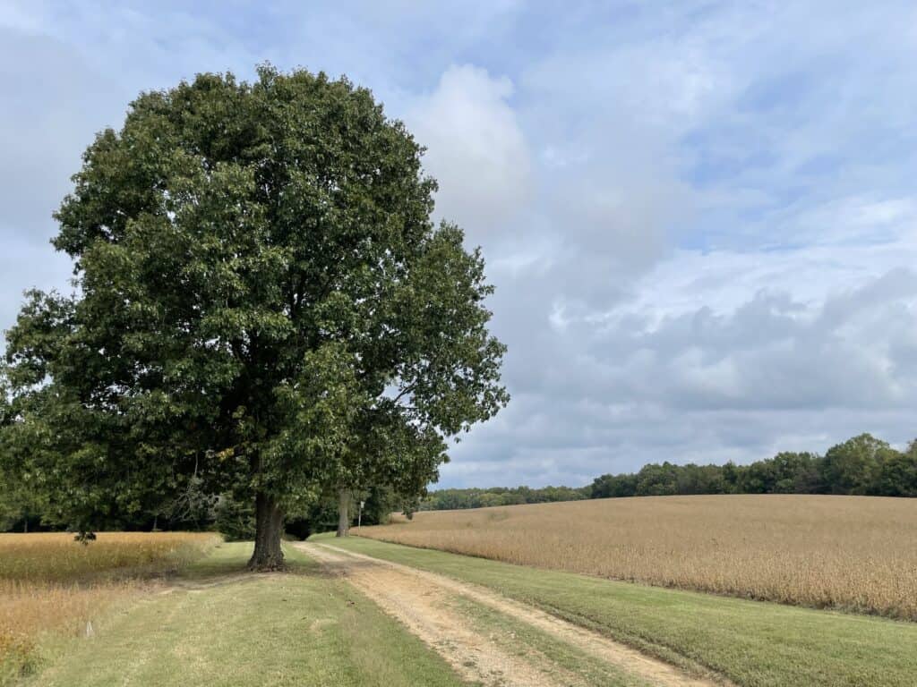 Image of Malvern Hill lane with mature oak tree and fields of soybeans.