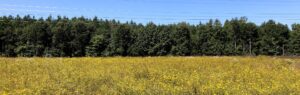 Field of yellow flowers with pine trees and blue sky in background