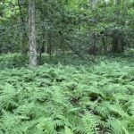 Fern blanketed forest floor at Long Bridge Road