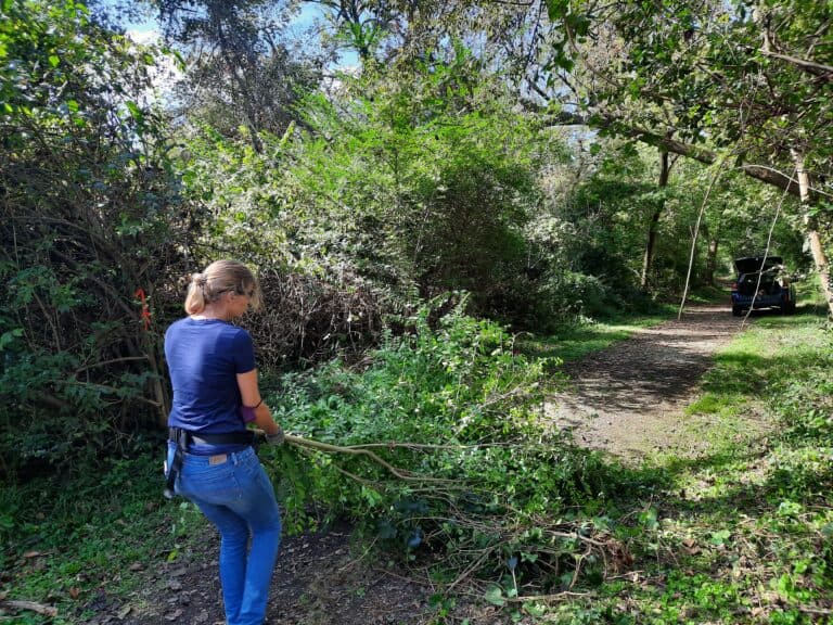 CRLC Team Forests Volunteer removes invasives at 2020 Conservation Games event.