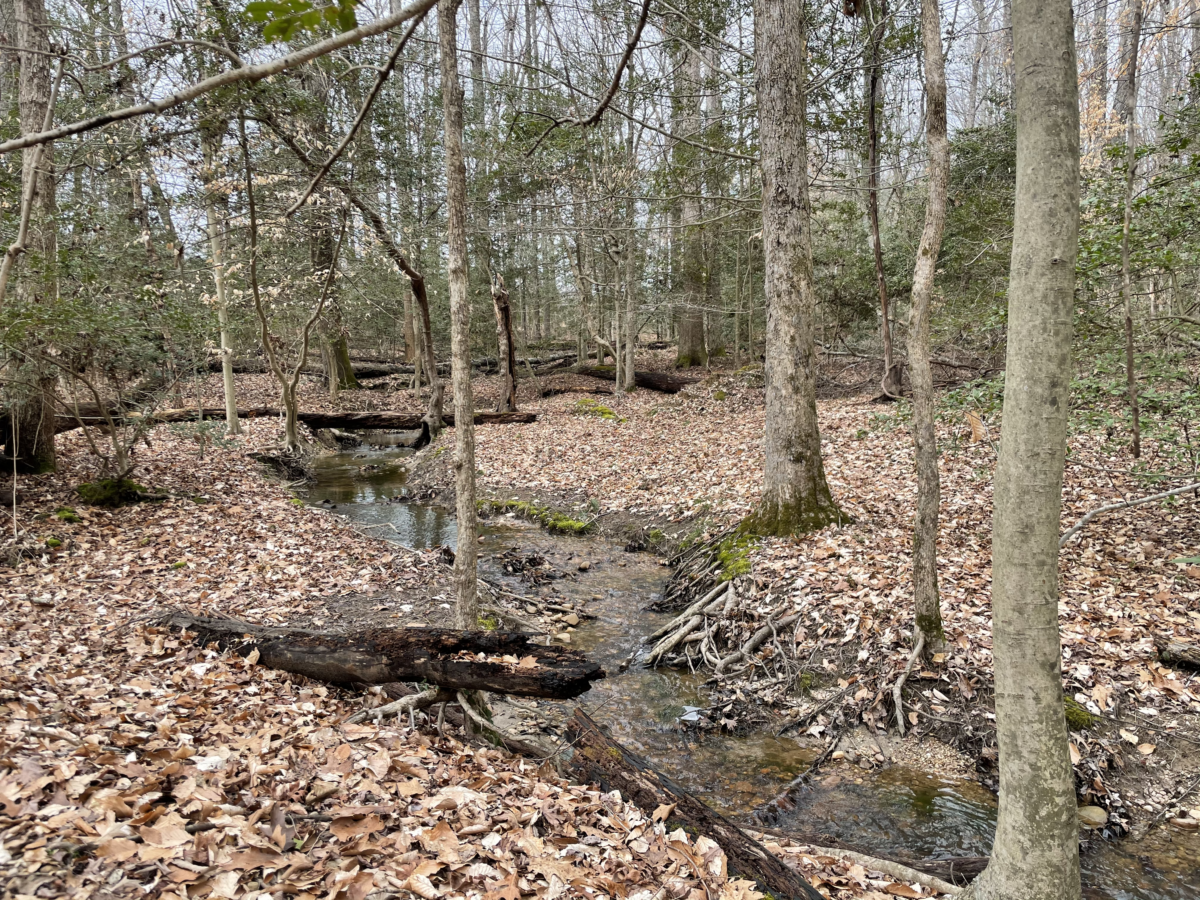 View of forested area and meandering creek bed running through Four Mile Creek Farm