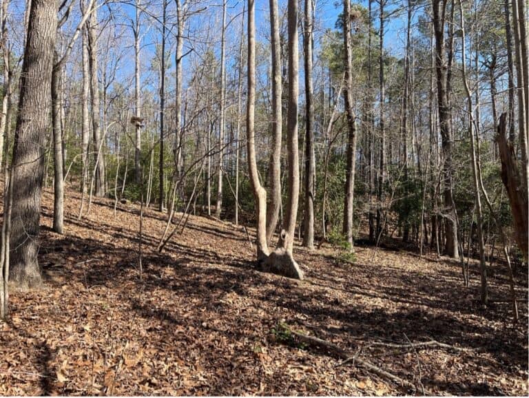 View of leafless trees on a forested hill slope at Totopotomoy Creek