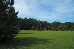 View of cedar tree, grass field, and surrounding forests at bandy Field Nature Park.