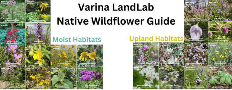 Varina LandLab Native Wildflower Naturalist Guide