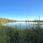 Tall green grasses and plants in the foreground of the James River