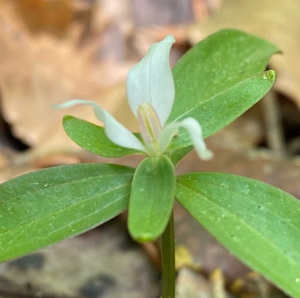 native plant with 3-lobed white flower coming from one central stem with radial green leaves.