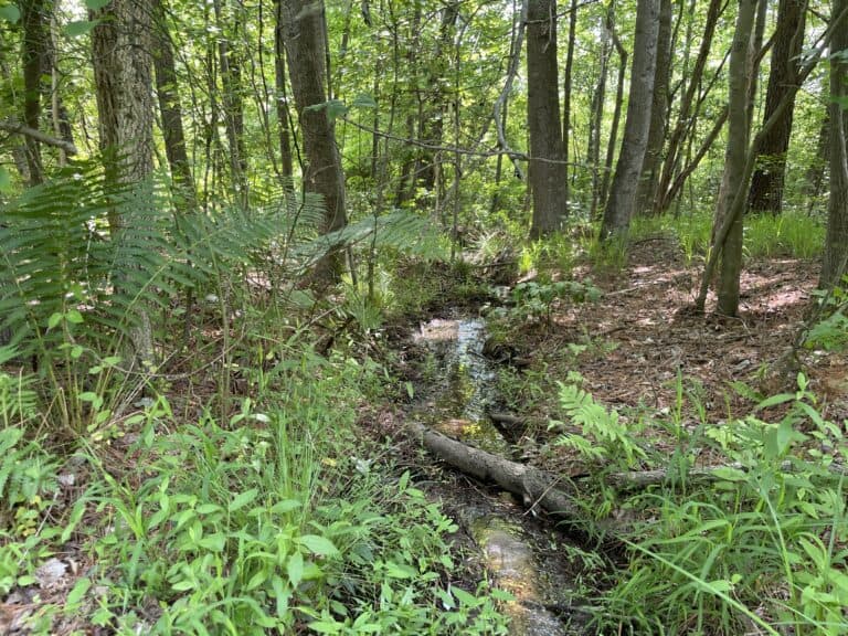 View of a creek at Haskins Farm easement.