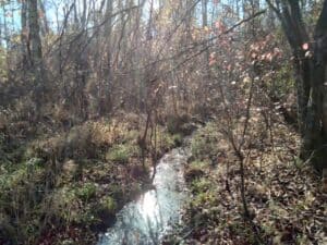 Sunlight glints off narrow stream running through woods of Cherrywood in Hanover County