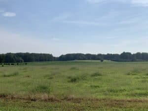 A tree line in the distance of a vast green field on the Cherrywood property in Hanover County
