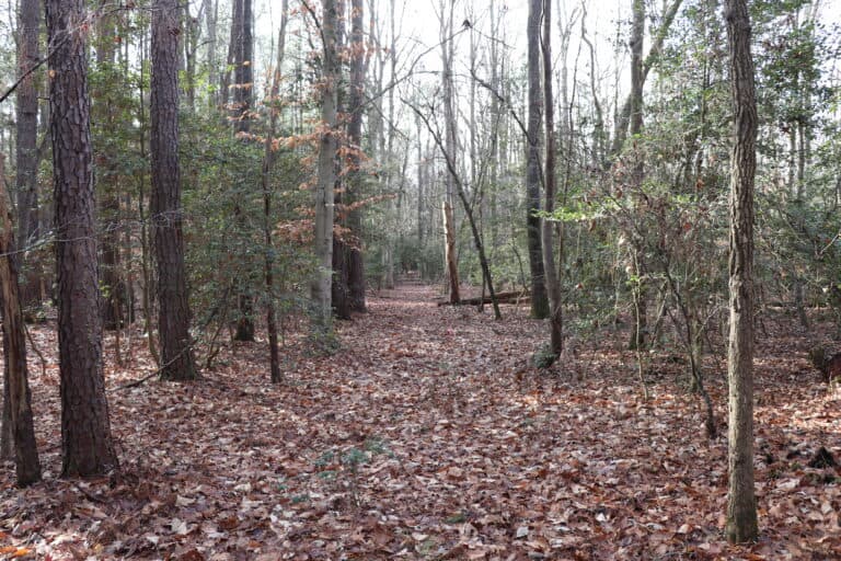 A cleared path runs through woods at Little Malvern Hill
