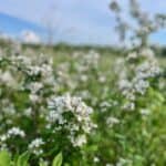 Close up of blackberry bushes at the Varina LandLab on a sunny day