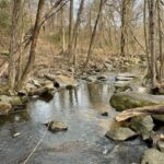 Pocosham Creek runs through woods in Richmond's southside