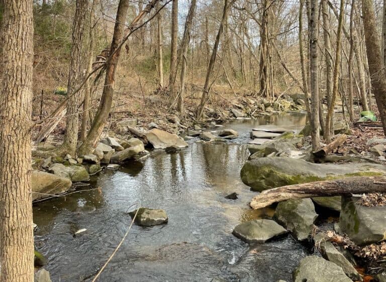 Pocosham Creek runs through woods in Richmond's southside