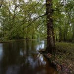 Chickahominy River winds through a shady forest