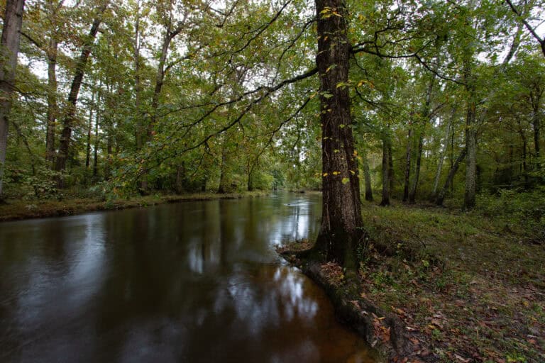 Chickahominy River winds through a shady forest