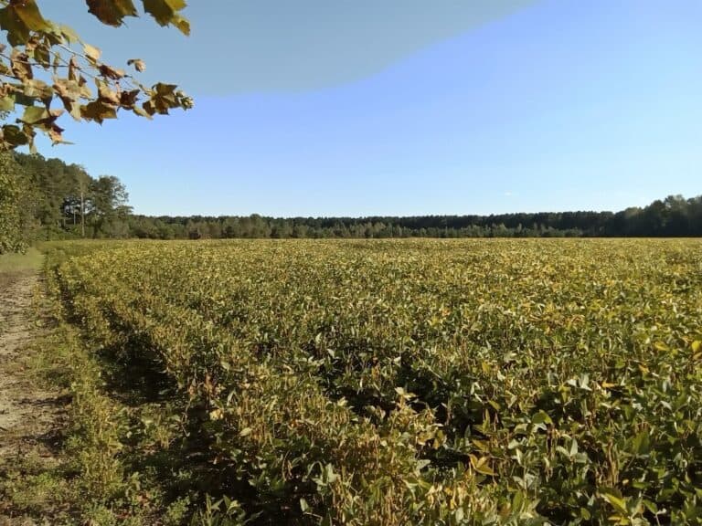 Long view of bright green fields on a sunny day at Eltham Farm in New Kent County, VA
