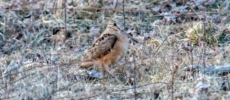 American Woodcock