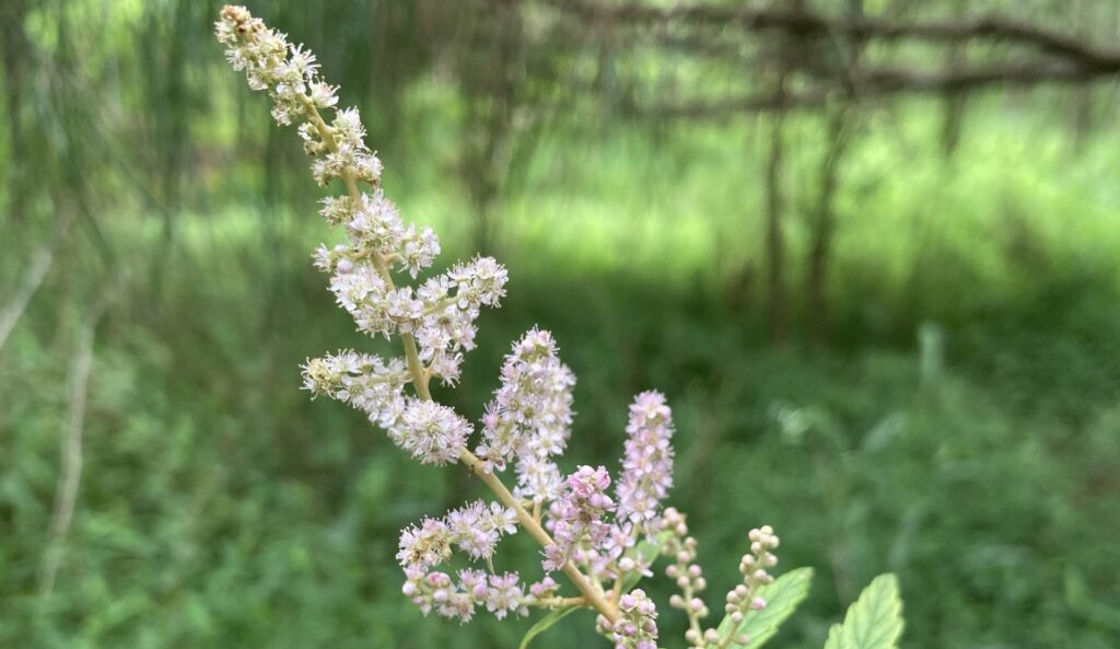 Flowering native plant