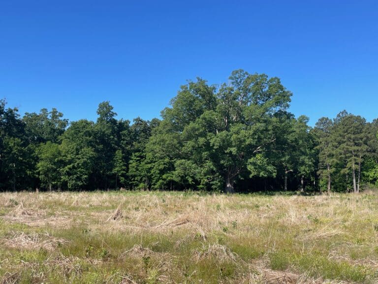Fallow fields at Doran Road property