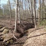 Wooded land with revine at Acorn House property
