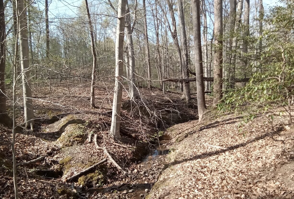 Wooded land with revine at Acorn House property