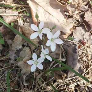 White star shaped flowers in leaves