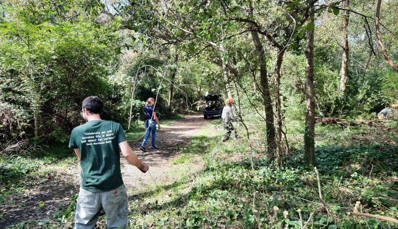 Volunteers clean invasives at Belle Isle.