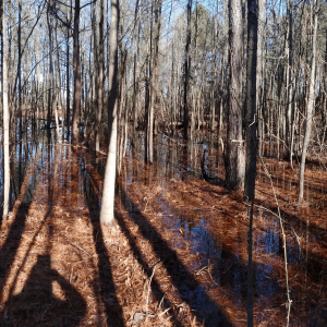 Forested wetlands at Godsey Properties Easement