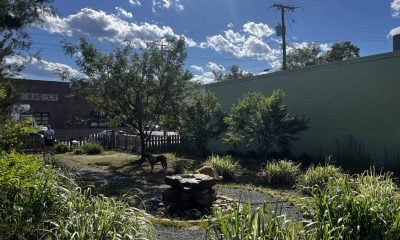 Dog walker at Christie's Garden in Scott's Addition